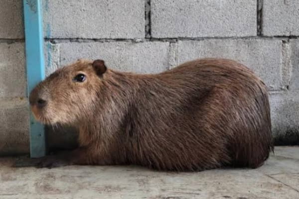 Desaru Alpaca Farm Cover